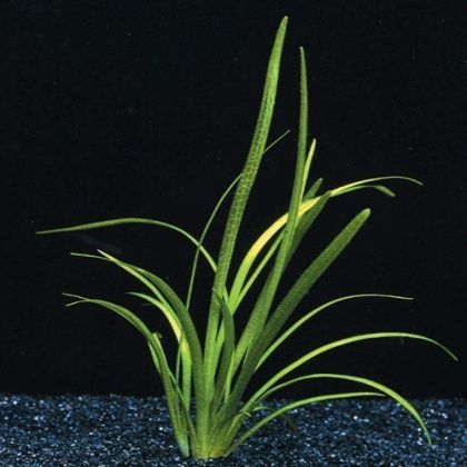 SAGITTARIA NATANS ECO BUNCH - N