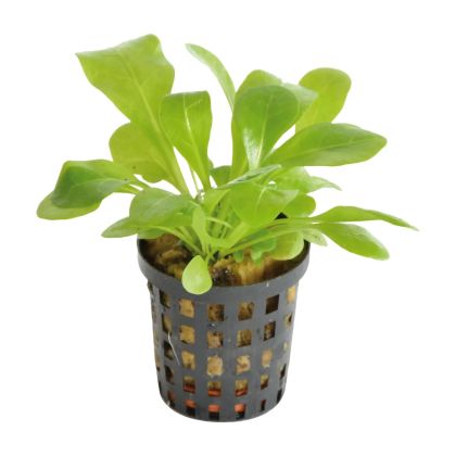 SAMOLUS FLORIBUNDES 5 CM POT - N