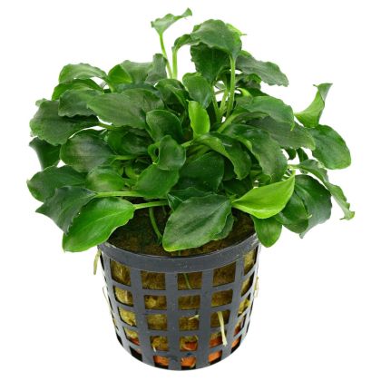 SCHISMATOGLOTTIS PRIETOI 5 CM POT