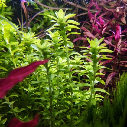 TONINA FLAVIATILIS ECO BUNCH - N
