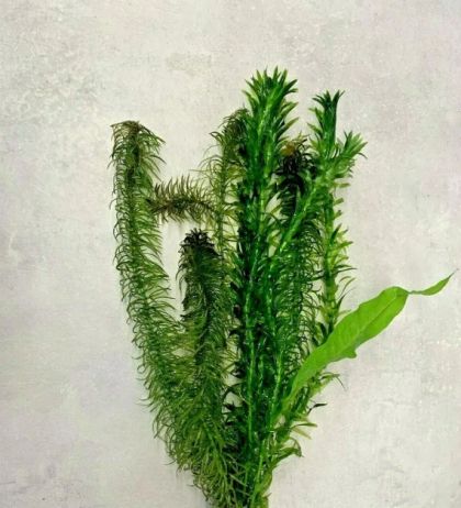 COLDWATERMIX ECO BUNCH