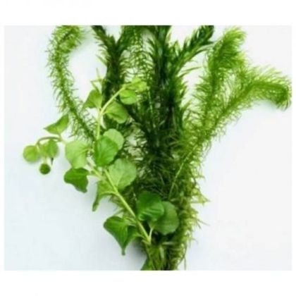 COLDWATER BACOPA / ELODEEA MIX ECO BUNCH