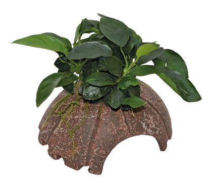 DECO COCONUT ANUBIAS 10X12X7CM