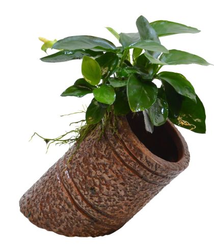 DECO PIPE ANUBIAS 12X7X7CM