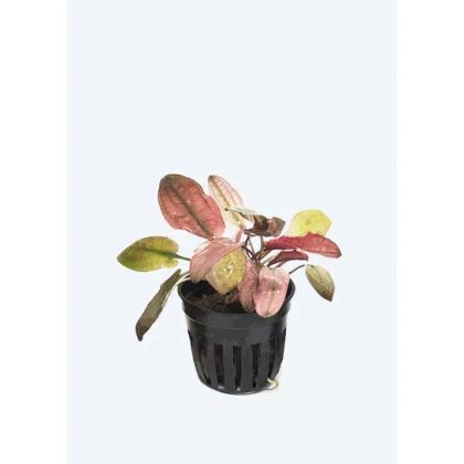 CRYPTOCORYNE FLAMINGO 5 CM POT