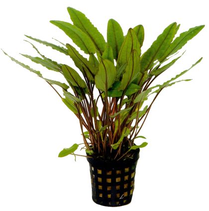 CRYPTOCORYNE PETCHII 5 CM POT - N