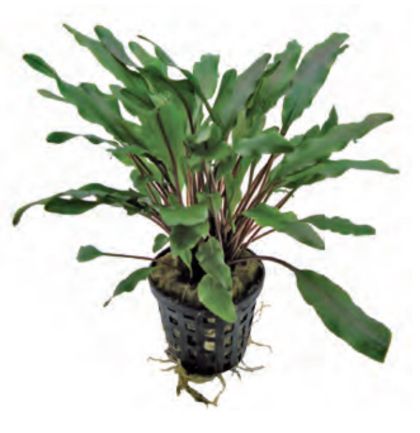 CRYPTOCORYNE UNDULATUS GREEN 5 CM POT