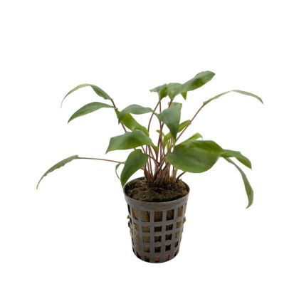 CRYPTOCORYNE UNDULATUS KASSELMAN 5 CM POT