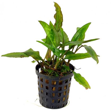 CRYPTOCORYNE USTERIANA 5 CM POT
