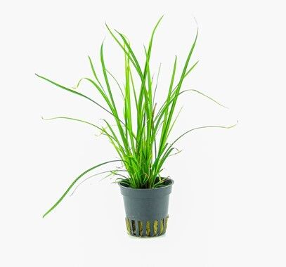 CYPERUS HELFERII 5 CM POT