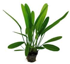 ECHINODORUS AFRICANUS 5 CM POT