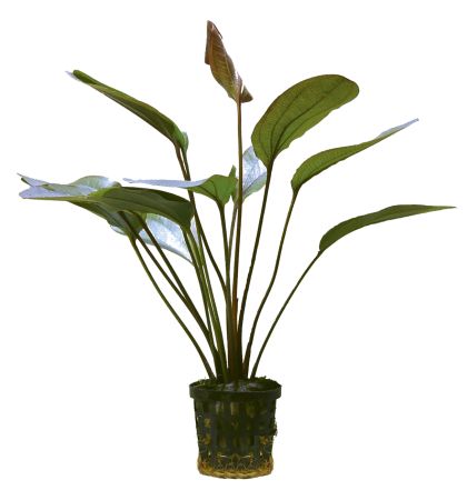 ECHINODORUS ATLANDSBERG 5 CM POT