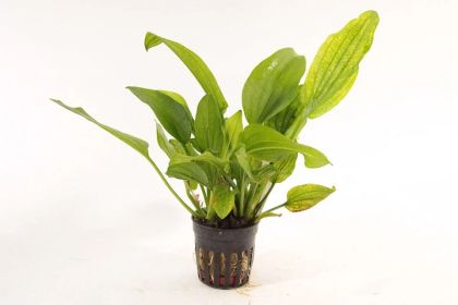 ECHINODORUS GABRIELII 5 CM POT