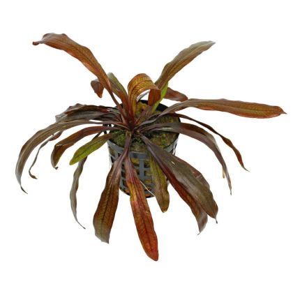 ECHINODORUS HOREMANNII RED 5 CM POT
