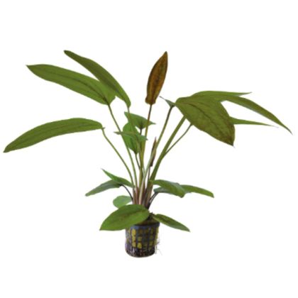 ECHINODORUS SUNSET 5 CM POT