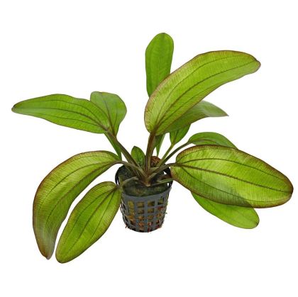 ECHINODORUS SPECTRA 5 CM POT