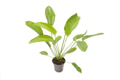 ECHINODORUS TRICOLOR 5 CM POT