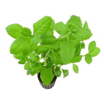 HYGROPHILA DIFFORMIS 5 CM POT