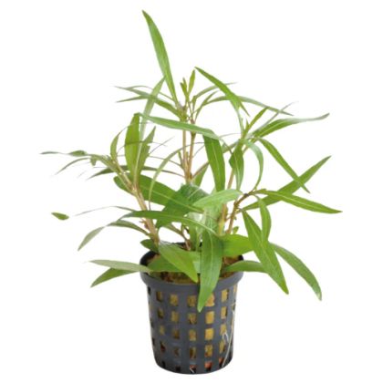 HYGROPHILA LANCEA 5 CM POT - N