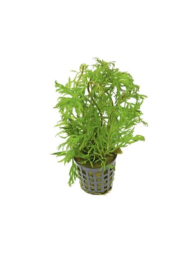 HYPTIS LACINIATA 5 CM POT - N