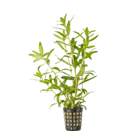 PROSERPINACA PALUSTRIS 5 CM POT - N