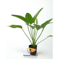 ECHINODORUS RADICANS 8 CM POT