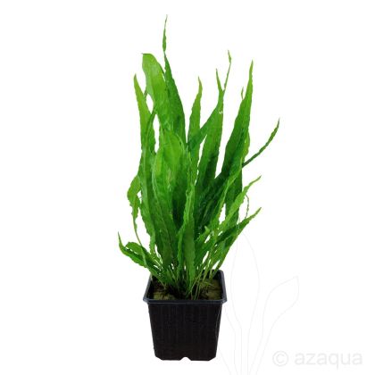 MICROSORIUM PTEROPUS 12 CM POT