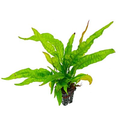 MICROSORIUM PTEROPUS GREENS 14 CM POT