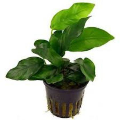 ANUBIAS MIXED 14 CM POT
