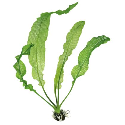 APONOGETON HENKELIANUS BULB+LEAF