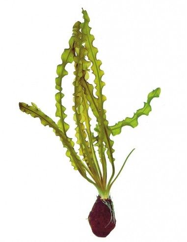 APONOGETON CAPURONI BULB+LEAF