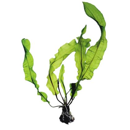 APONOGETON LONGIPLUMULOSIS BULB+LEAF