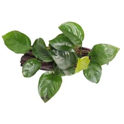SUSP FLOATING WOOD ANUBIAS SIZE XS
