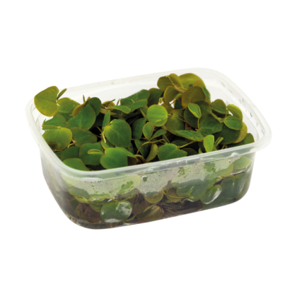 PHYLLANTUS FLUITANS CUP