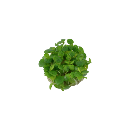 LIMNOBIUM LEAVIGATUM CUP