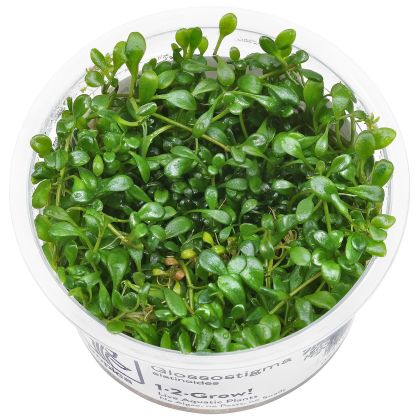EASY GROW GLOSSOSTIGMA ELATINOIDES NR 43 - N