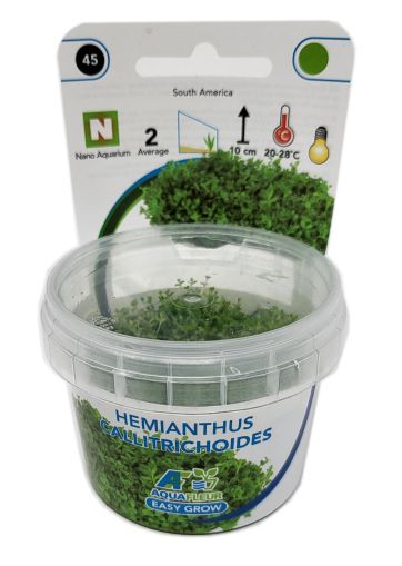 EASY GROW HEMIANTHUS CALLITRICHOIDES NR 45 - N