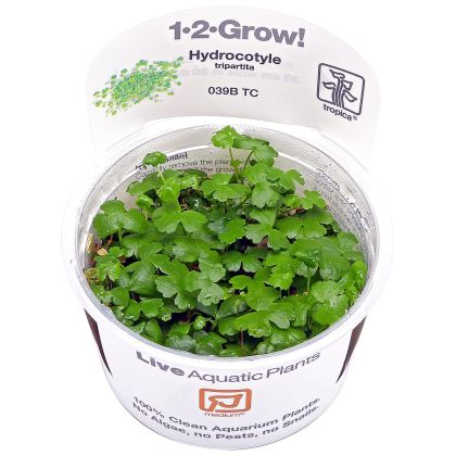 EASY GROW HHYDROCOTYLE TRIPARTITA NR 51 - N