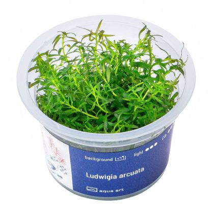 EASY GROW LUDWIGIA ARCUATA NR 69 - N