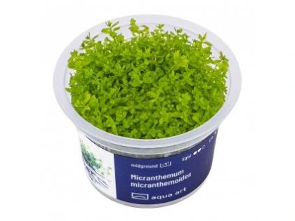 EASY GROW MICR. MICRANTHEMOIDES NR 79 - N
