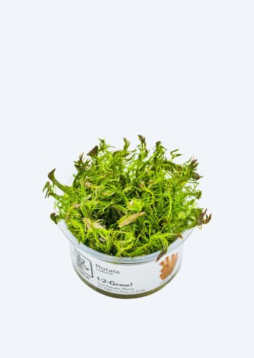 EASY GROW ROTALA WALLICHII NR 107 - N