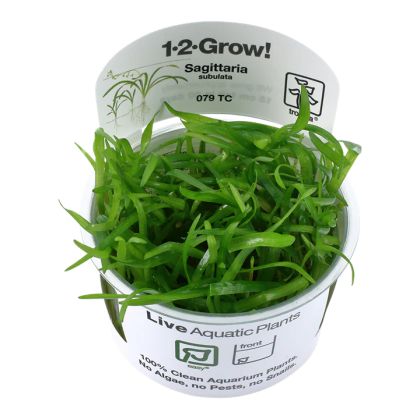 EASY GROW SAGITTARIA SUBULATA NR 109 - N