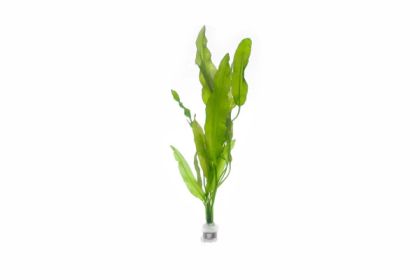 APONOGETON CRISPUS ECO BUNCH