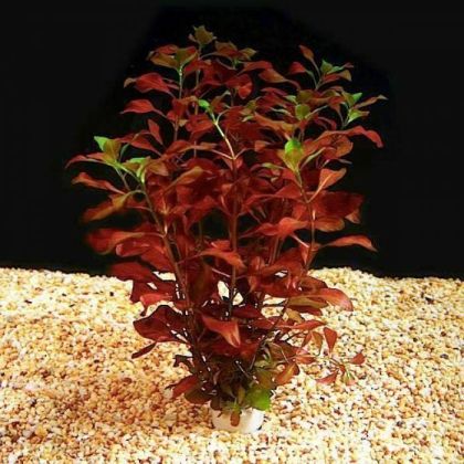 LUDWIGIA MULLERTII - BUNCH