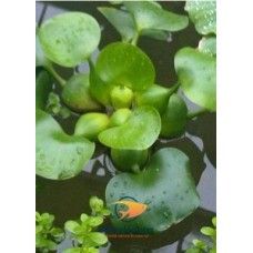 ZAMBILA DE APA - EICHORNIA CRASSIPES L