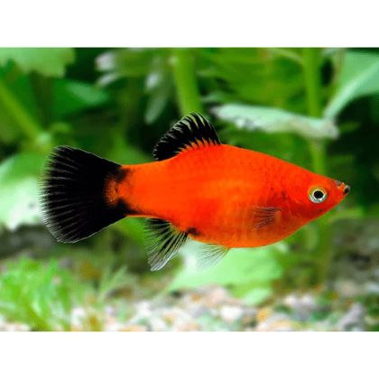 PLATY ROSU & NEGRU