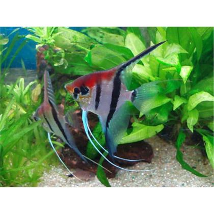 SCALARI MANACAPURU L