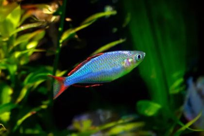 NEON DWARF RAINBOW - CURCUBEU PITIC