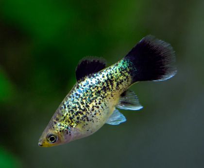 PLATY CALICO