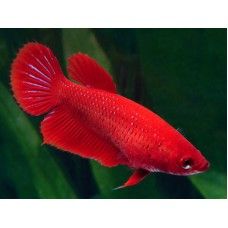 BETTA SPLENDENS - femele
